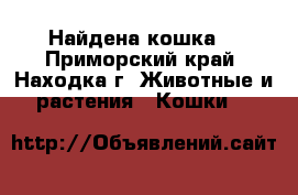 Найдена кошка  - Приморский край, Находка г. Животные и растения » Кошки   